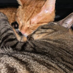 かなみ出勤中🧸