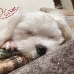 さらん明日久しぶり🫶🏼