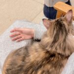 3Pにゃ〜写真2枚あるにゃ〜一番下にすけべ